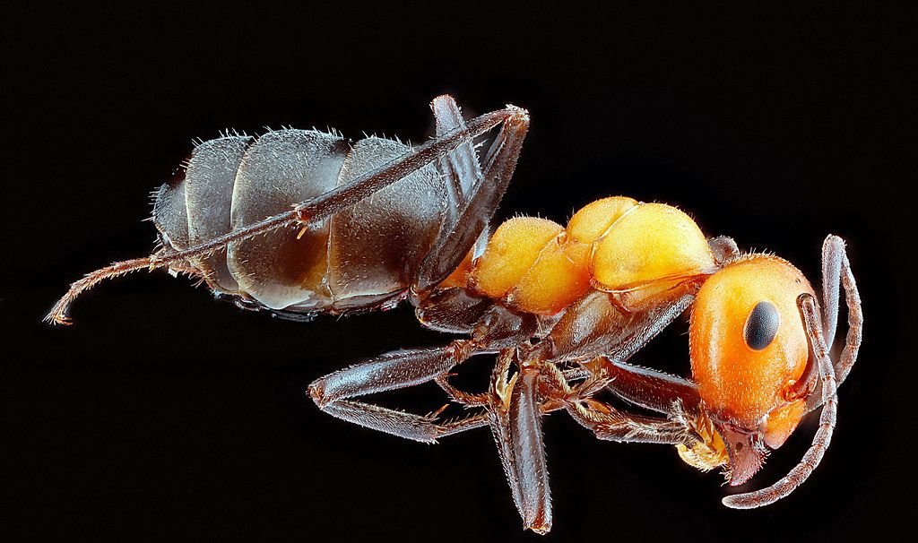 Ant Control service in Margate, FL