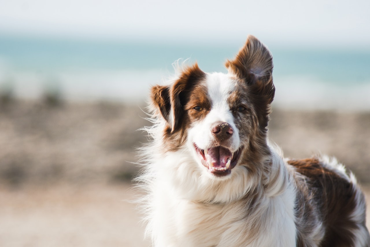 Flea & Tick Control service in Margate, FL