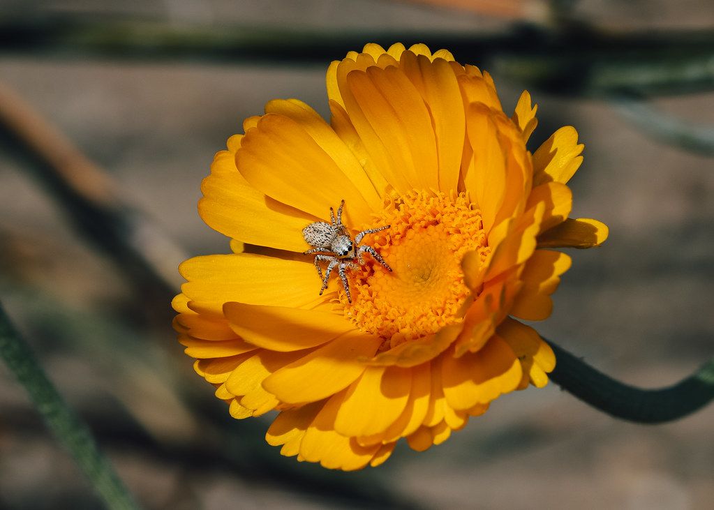 Spider Control service in Margate, FL